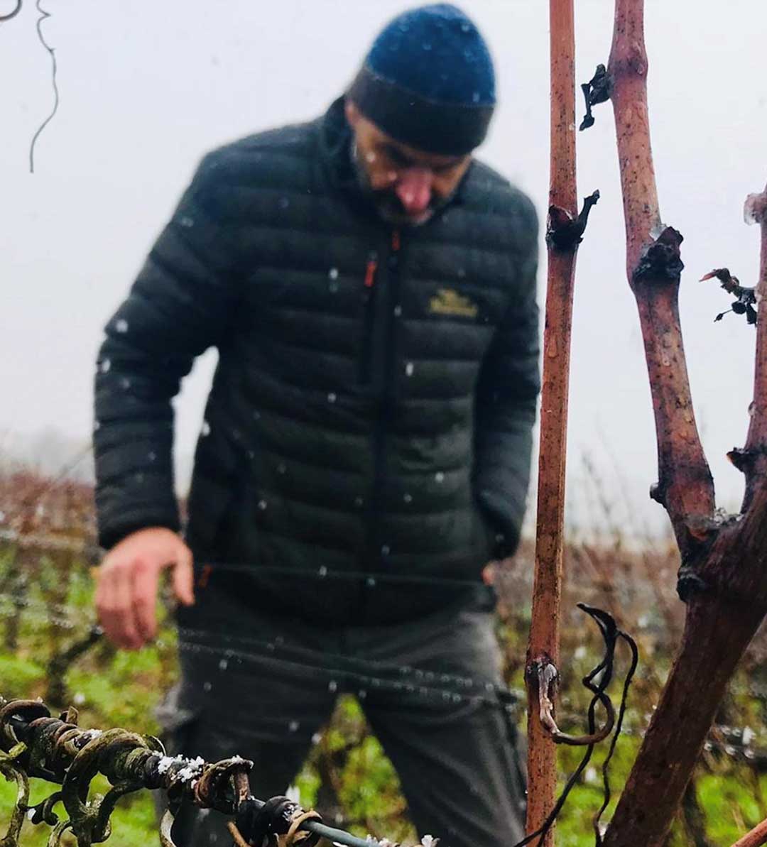 Pruning inspection on an old vine