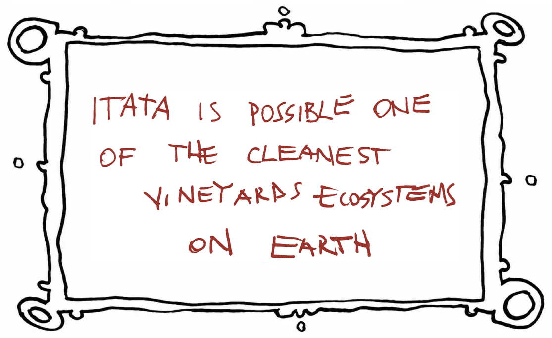 Itata is possible one of the cleanest vineyards ecosystems on Earth