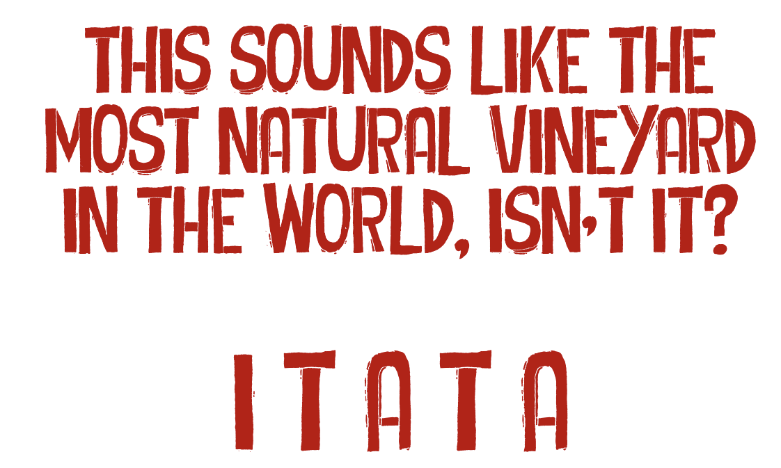 This sounds like the most natural vineyard in the world, isn't it? Itata