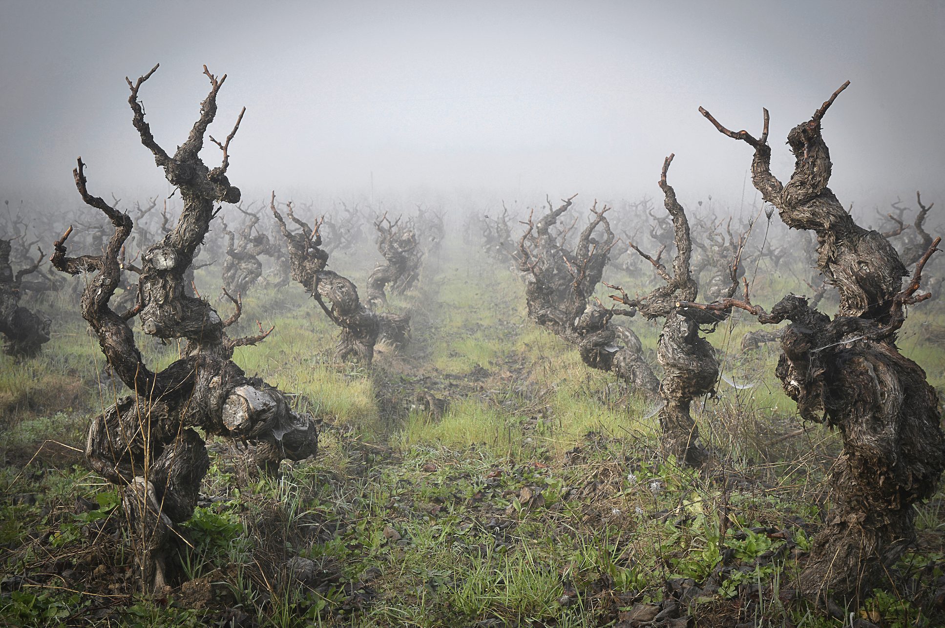 Old bush vines in the fog