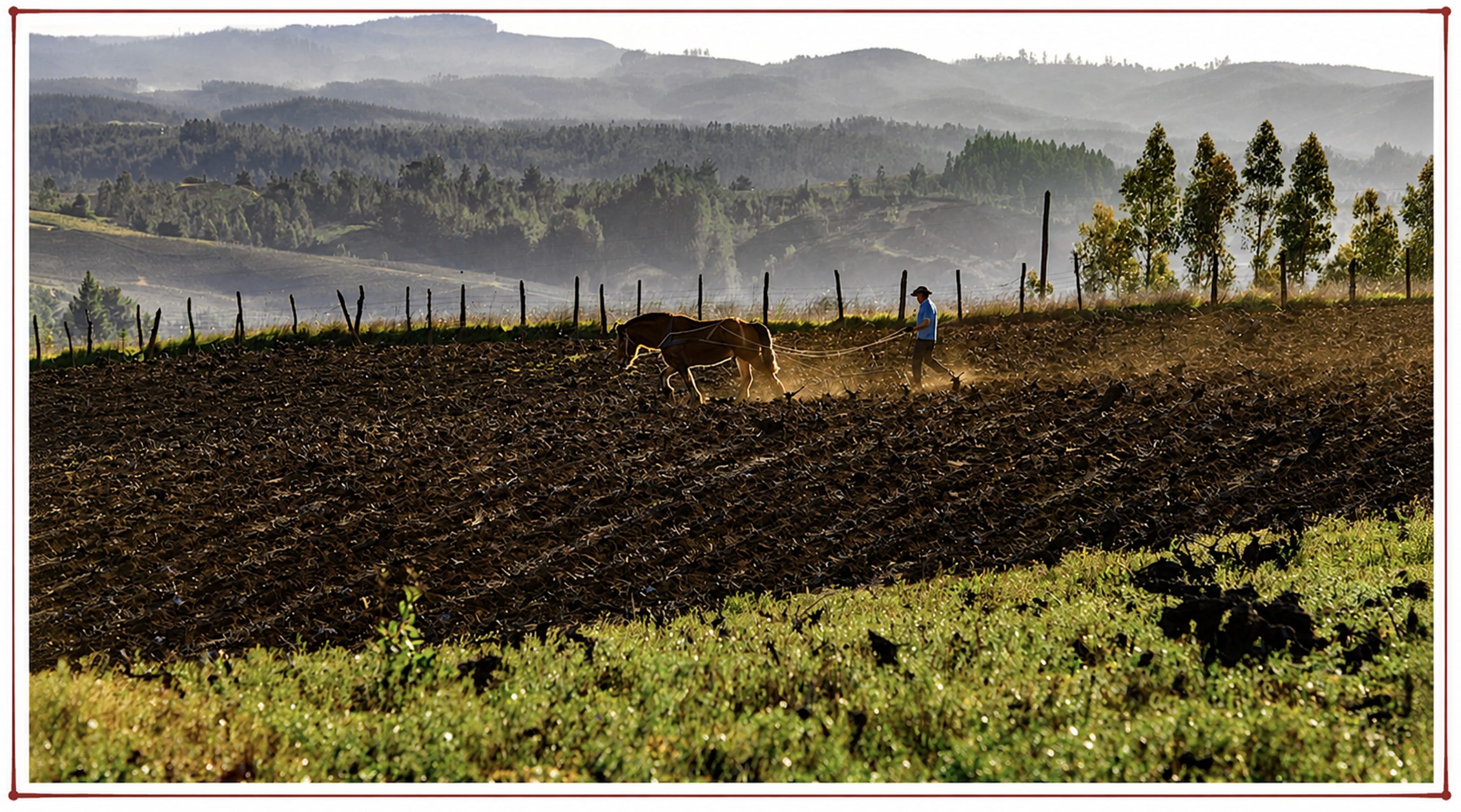 Horse plowing in Itata