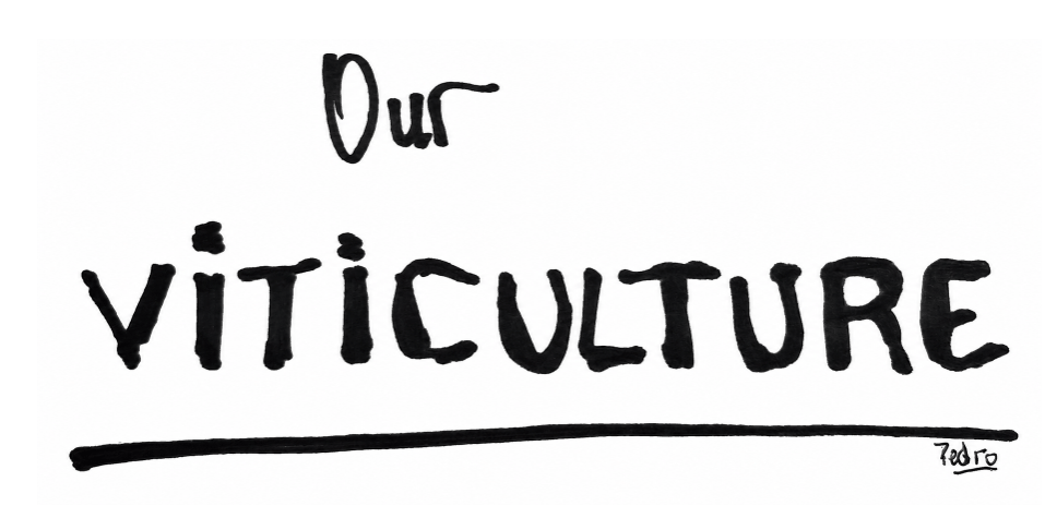Our viticulture