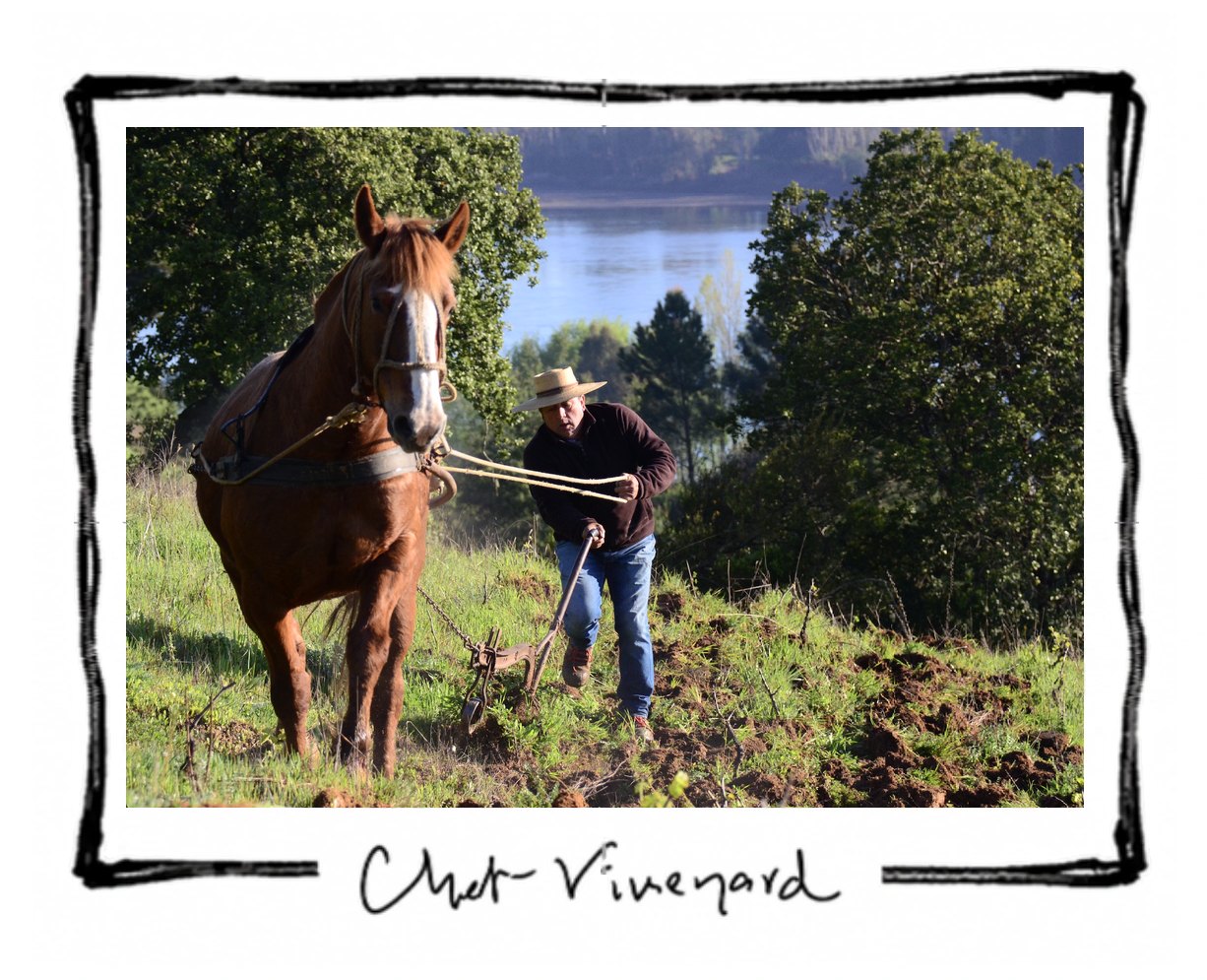 Horse plowing at the Chet vineyard, by the river